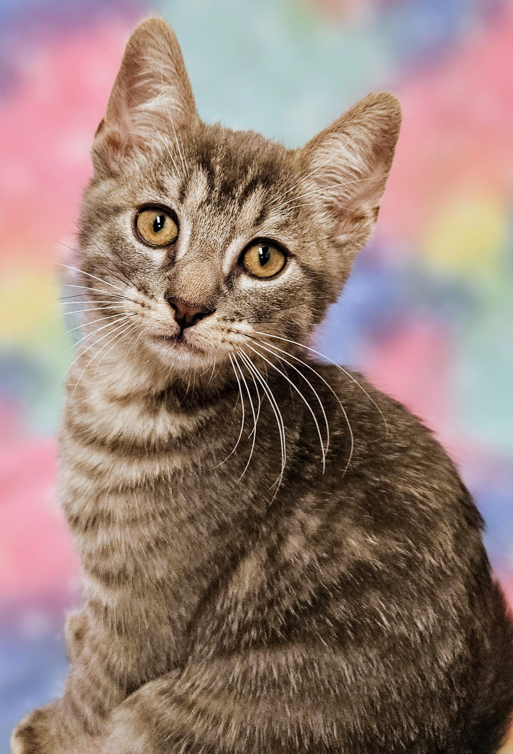 Enlarge Sweetie - Rancho Cucamonga PetSmart, a Adoptable Domestic Short Hair in Rancho Cucamonga, CA image 3/4