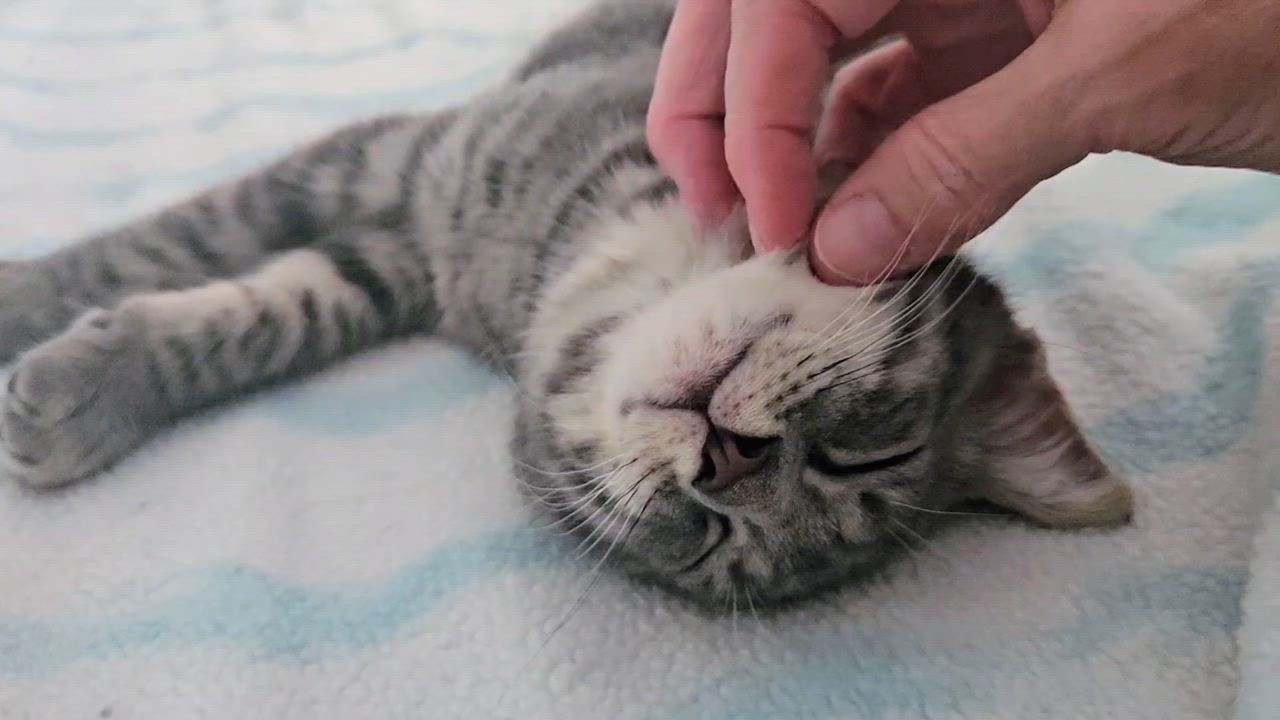Enlarge Sweetie - Rancho Cucamonga PetSmart, a Adoptable Domestic Short Hair in Rancho Cucamonga, CA video 4/4