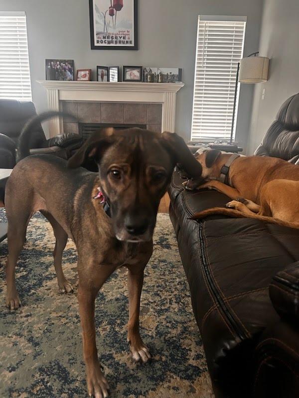 Enlarge Eggnog, a Adoptable mixed breed in Fenton, MI image 1/3