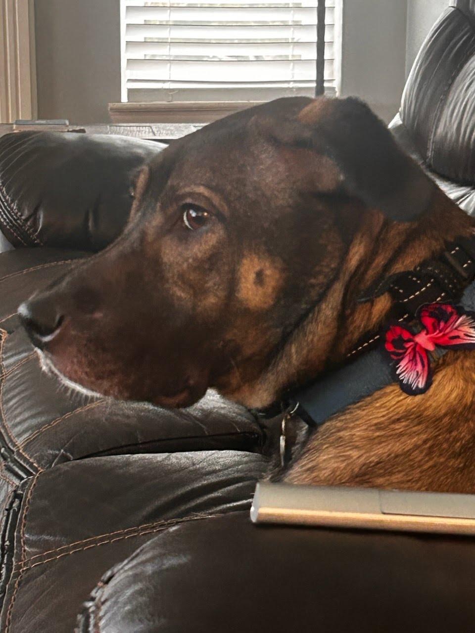 Enlarge Eggnog, a Adoptable mixed breed in Fenton, MI image 2/3