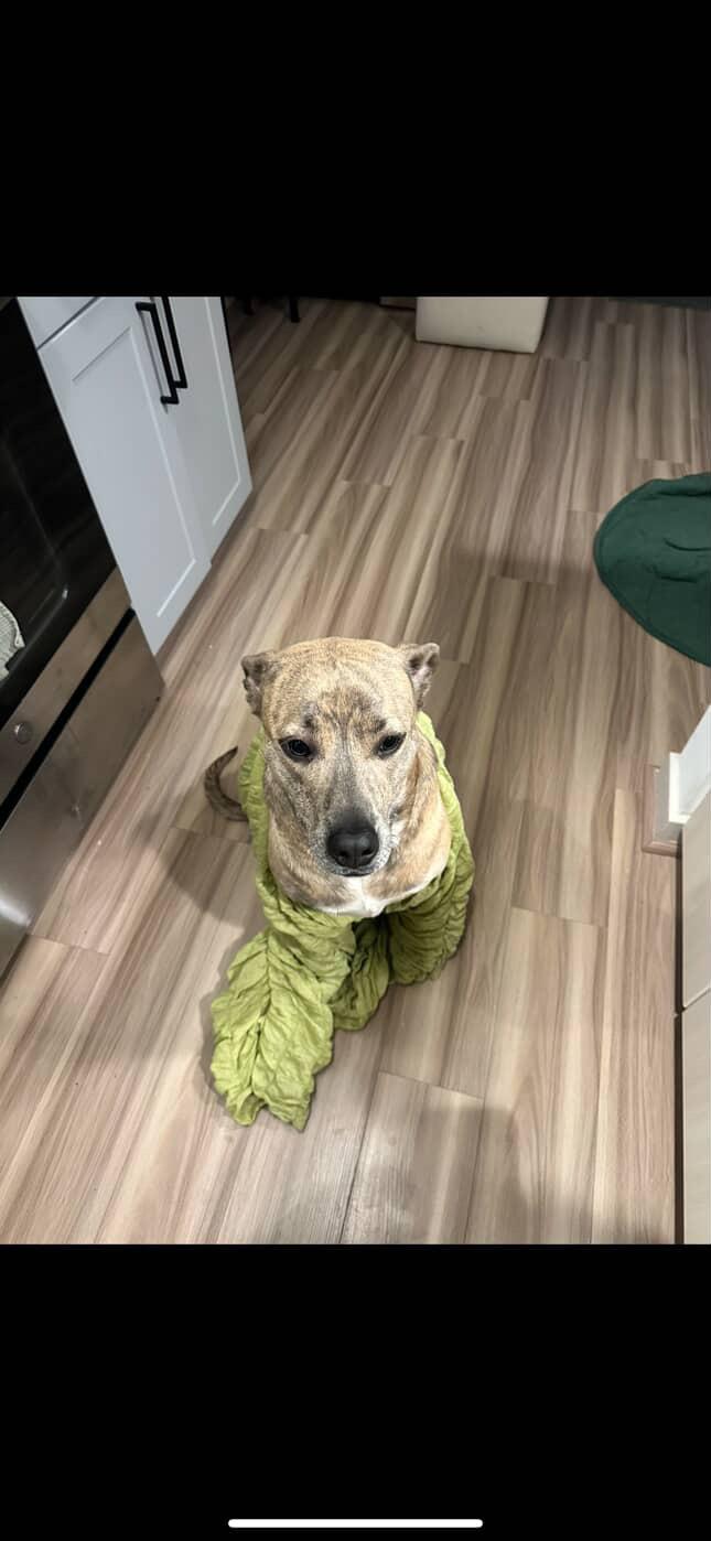 Nala, Adoptable, Adult Female Labrador Retriever & Greyhound.