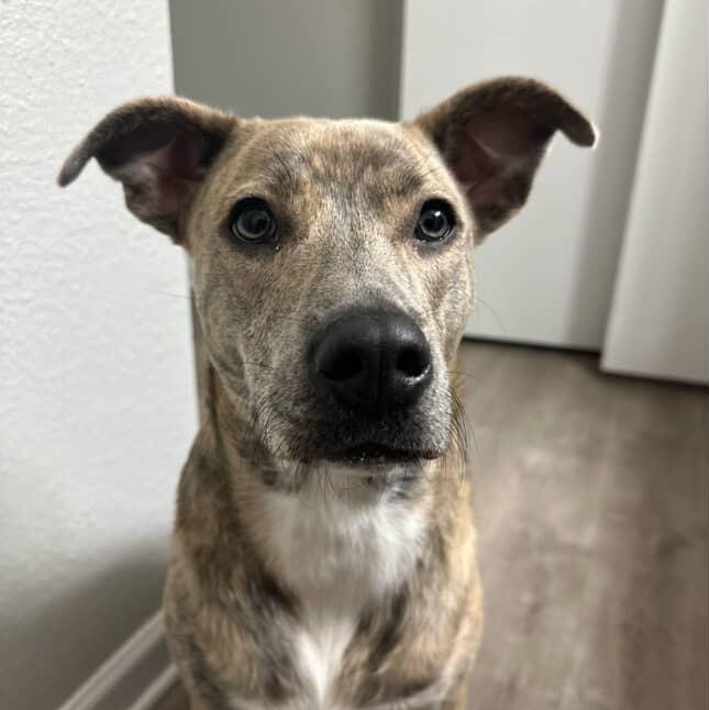 Nala, a Adoptable mixed breed in Hanover, MD image 2/6