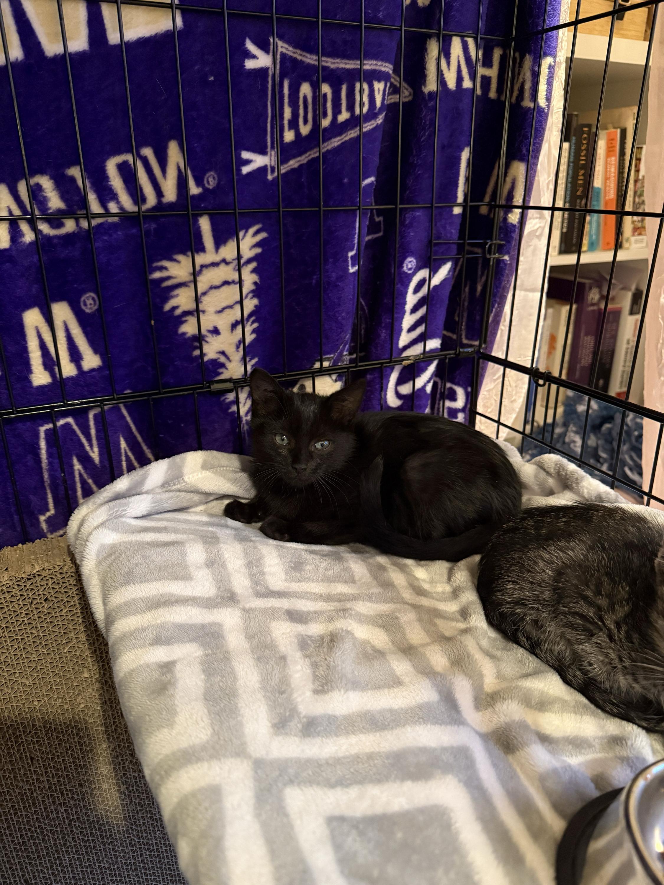 Enlarge Saffron, a Adoptable Domestic Short Hair in Seattle, WA image 3/5