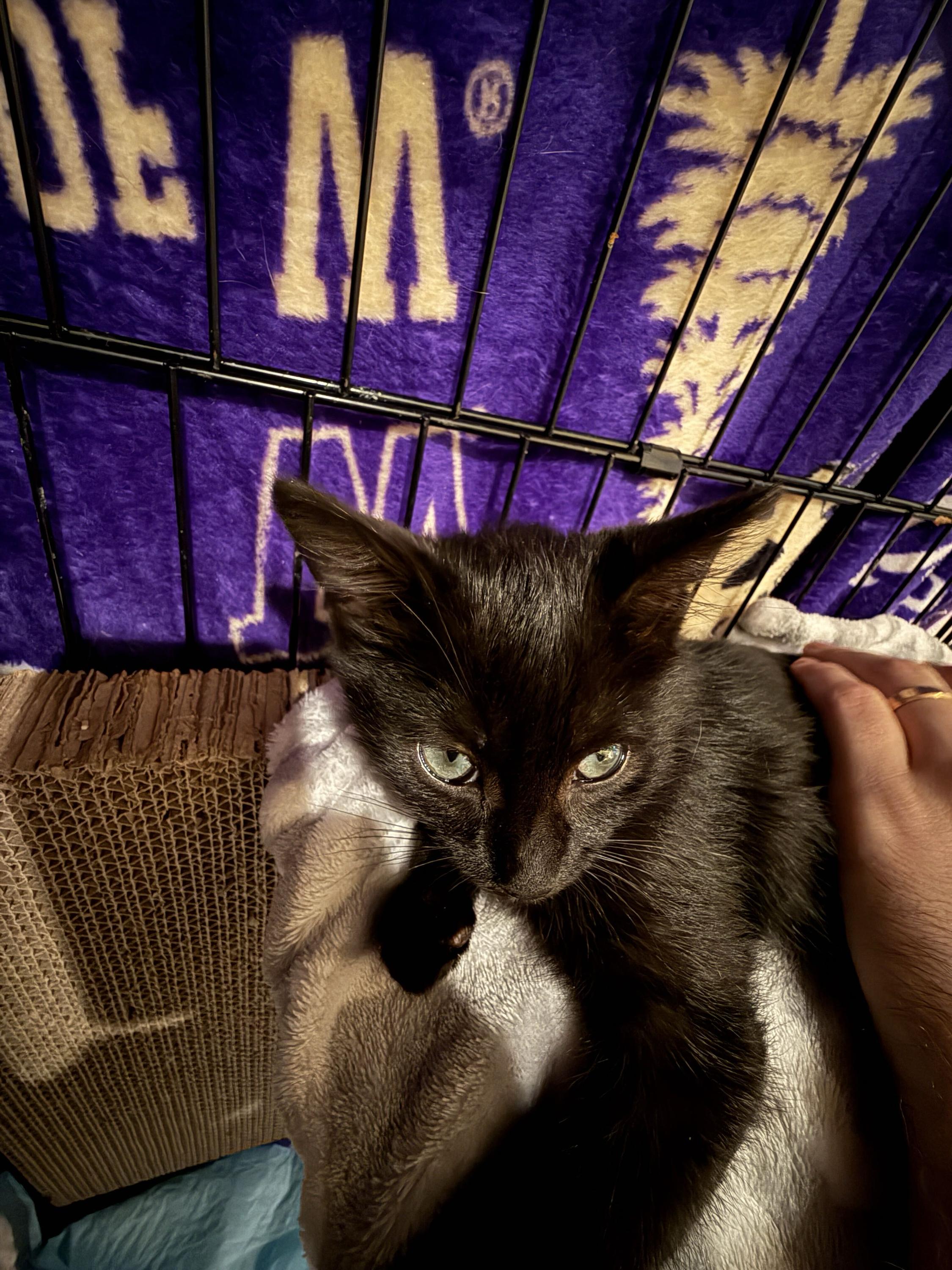 Enlarge Saffron, a Adoptable Domestic Short Hair in Seattle, WA image 5/5