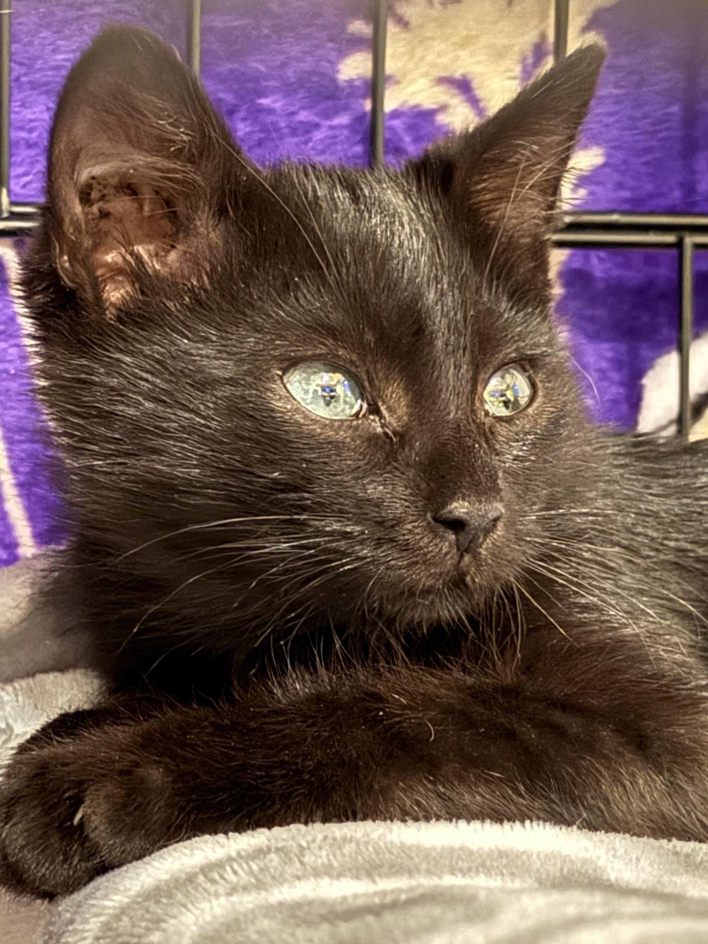 Enlarge Saffron, a Adoptable Domestic Short Hair in Seattle, WA image 1/5