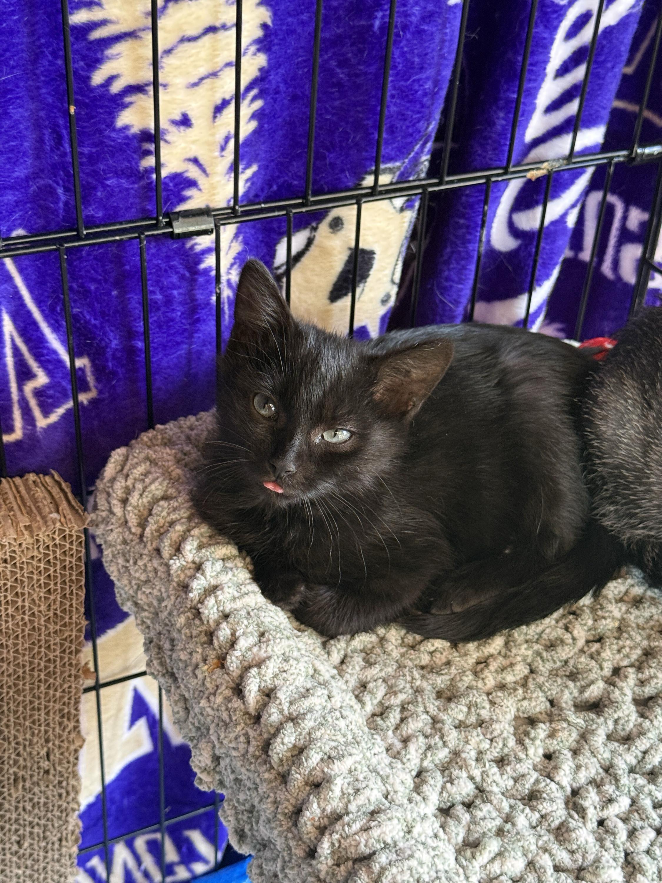 Enlarge Saffron, a Adoptable Domestic Short Hair in Seattle, WA image 4/5