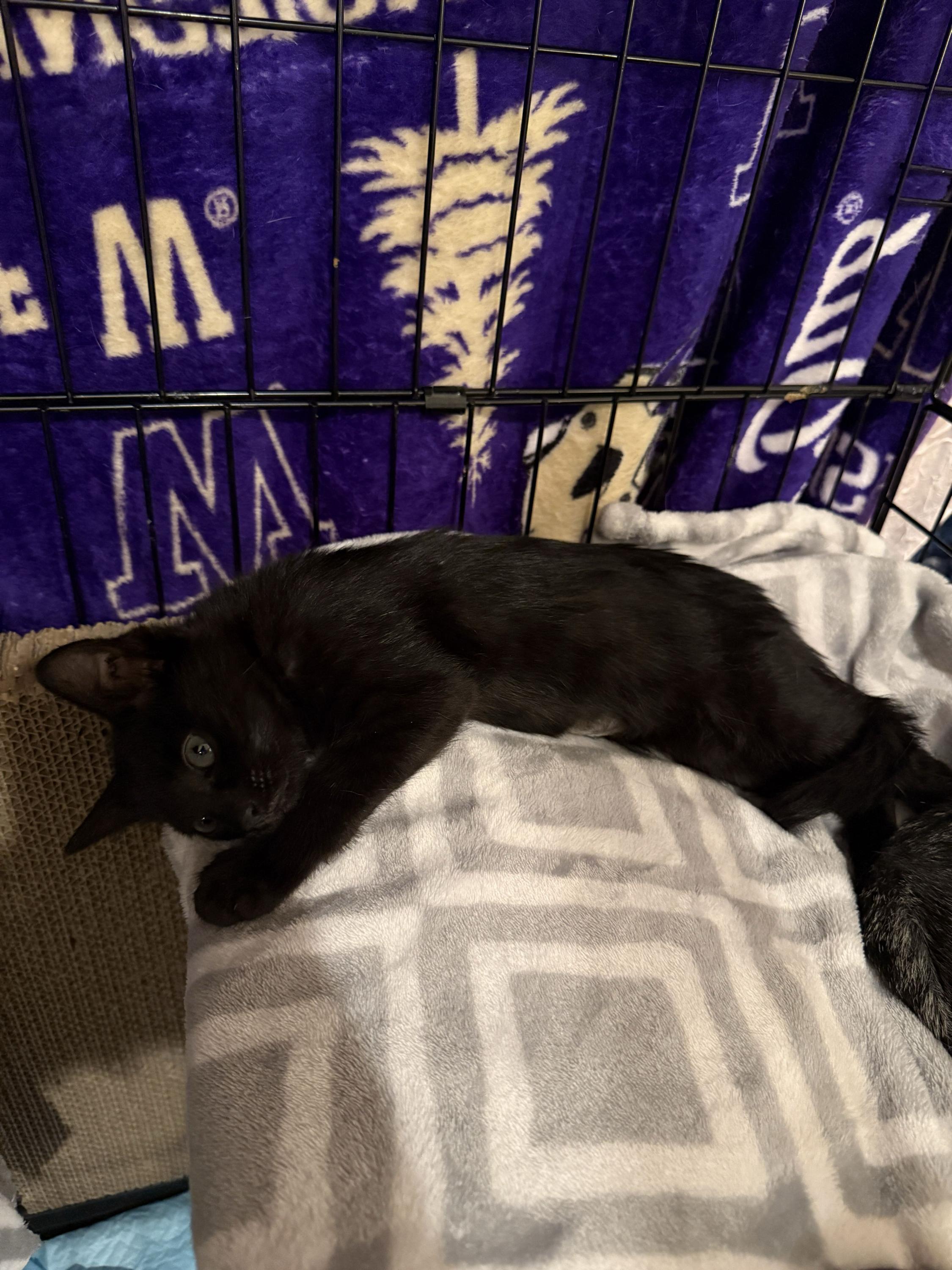 Enlarge Saffron, a Adoptable Domestic Short Hair in Seattle, WA image 2/5