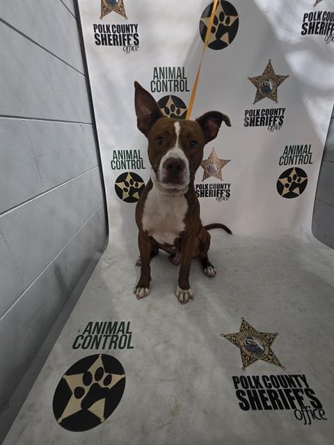 GILBERT, Adoptable, Young Male American Bulldog & Mixed Breed.