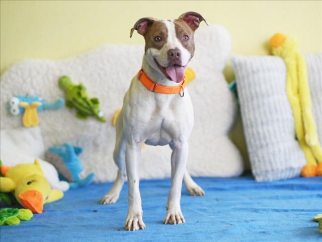 DENNIS, Adoptable, Adult Male American Staffordshire Terrier.