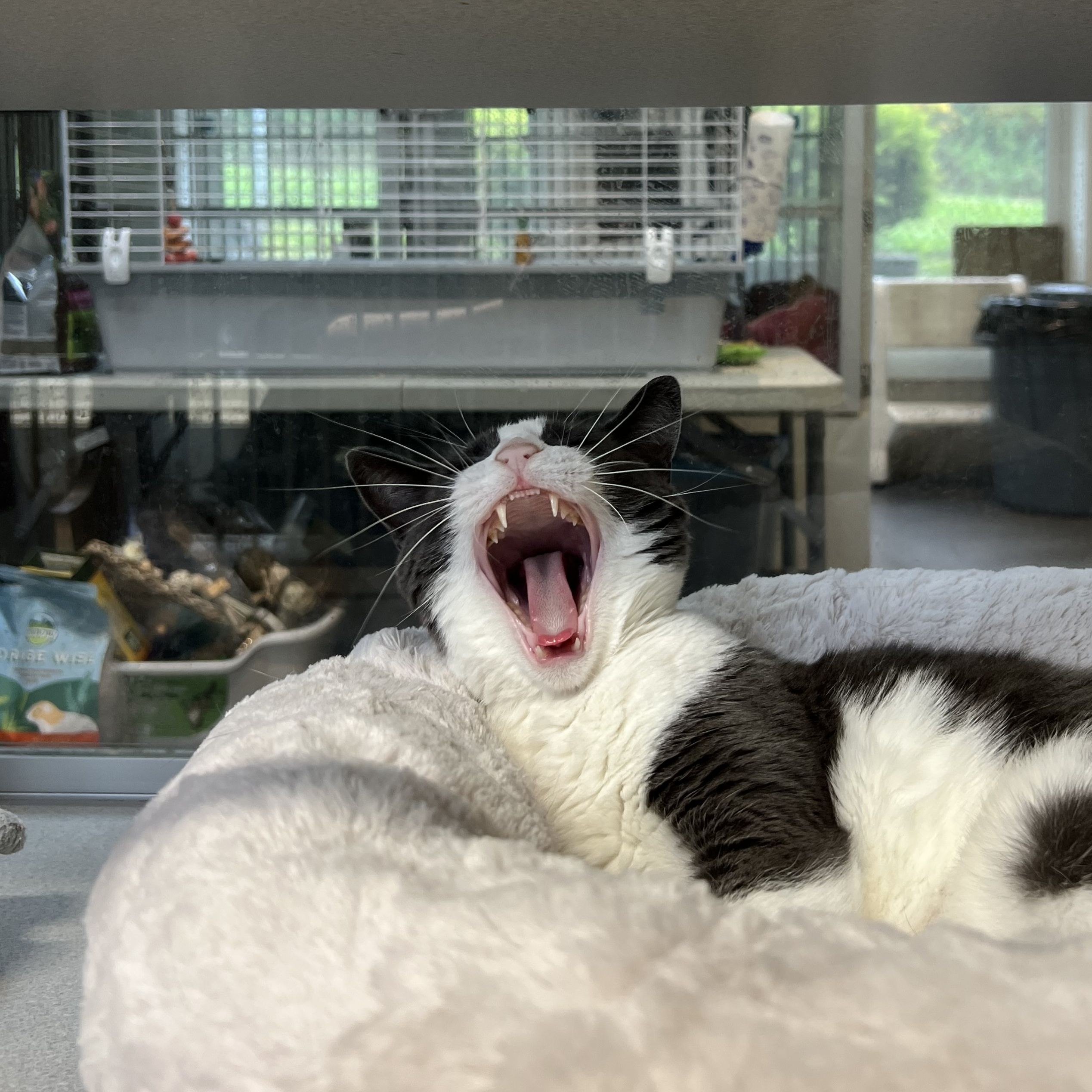 Cat for adoption Strawberry, a Domestic Short Hair Mix in West