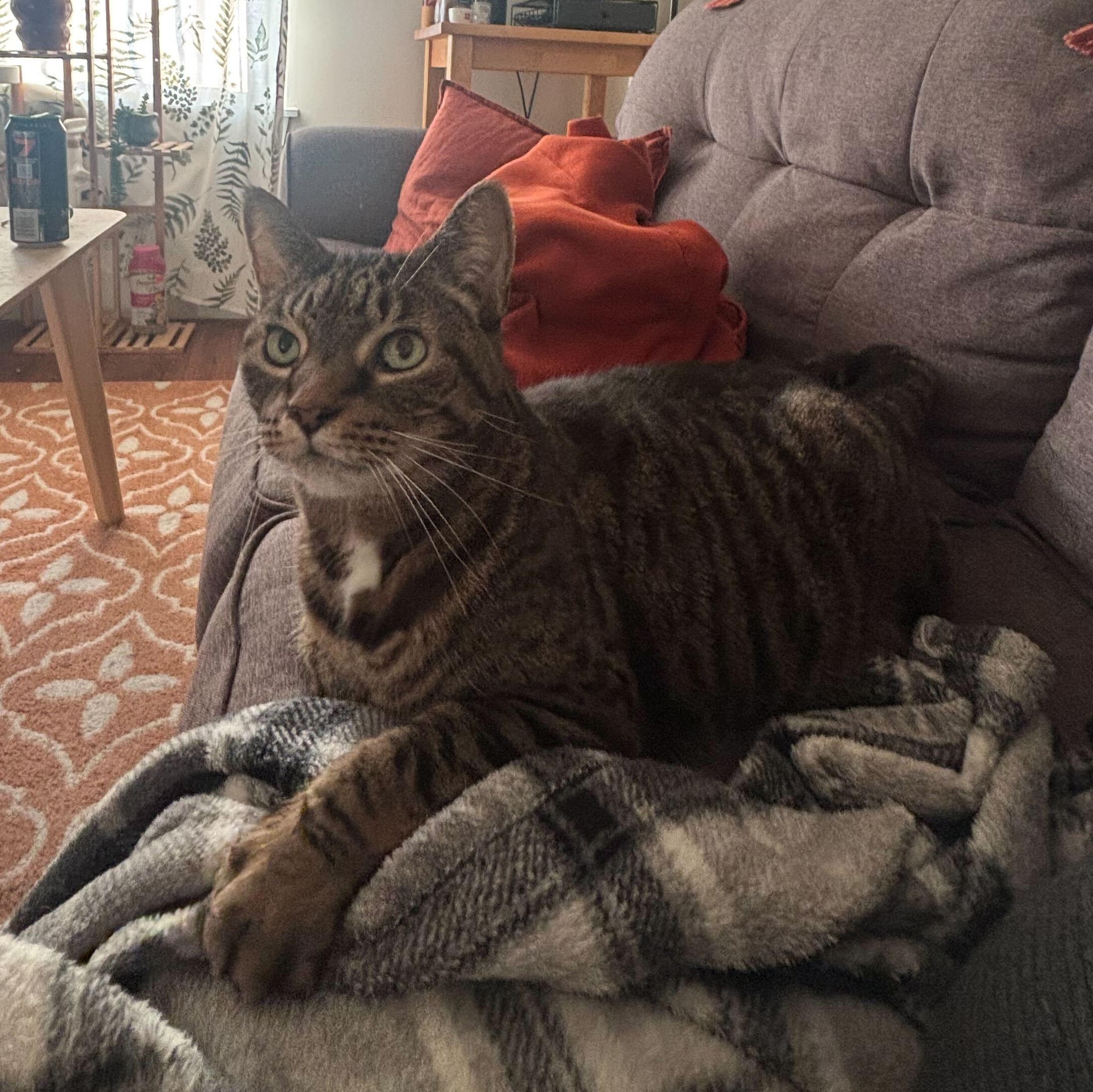 Enlarge Maxwell, a ADOPTABLE Domestic Short Hair in Waltham, MA image 4/4