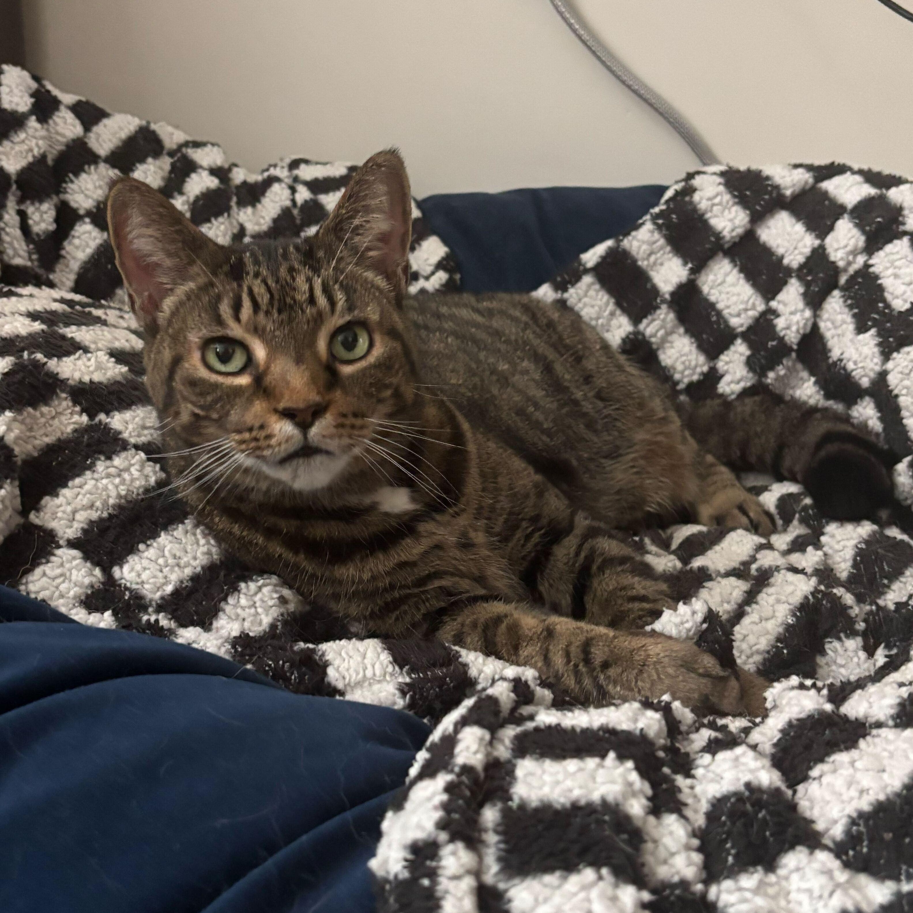 Enlarge Maxwell, a ADOPTABLE Domestic Short Hair in Waltham, MA image 2/4