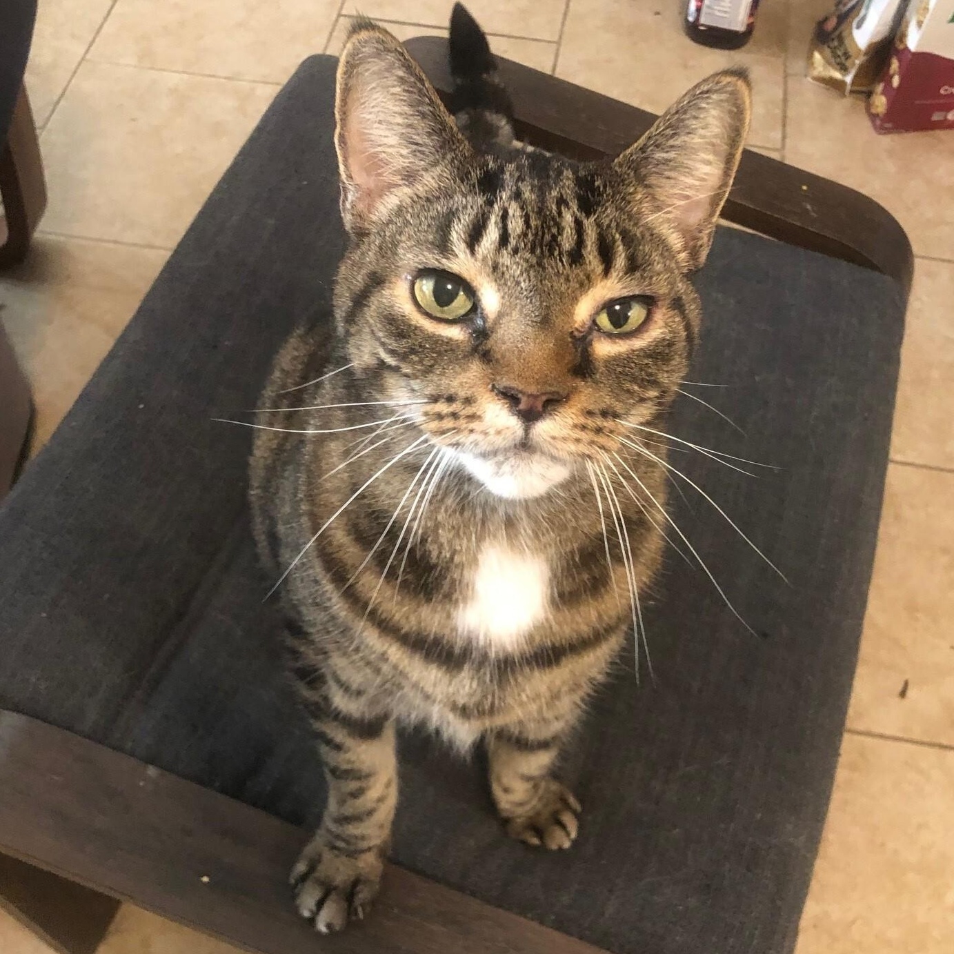 Maxwell, ADOPTABLE, Senior Male Domestic Short Hair.