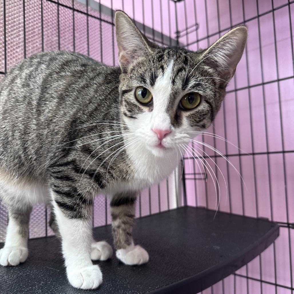 Hypsi, Adoptable, Adult Female Domestic Short Hair.