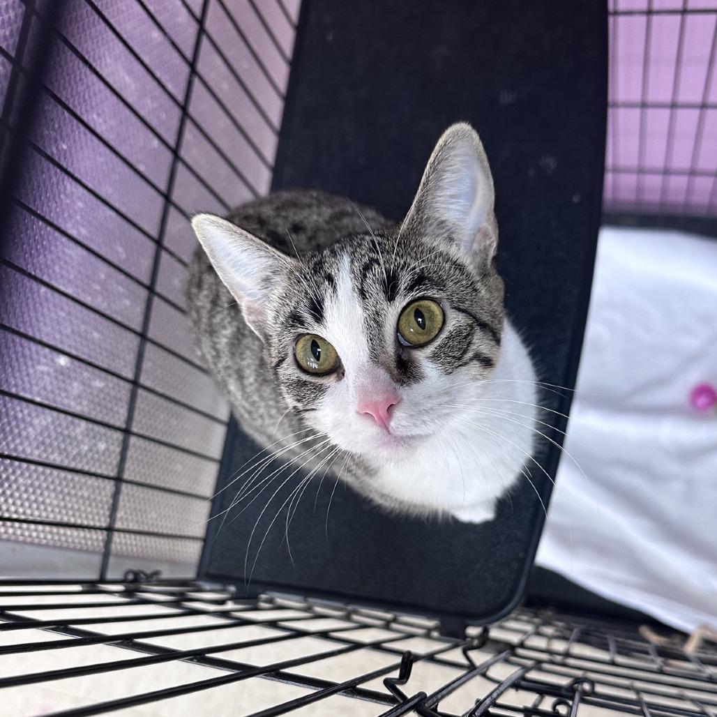 Enlarge Hypsi, a Adoptable Domestic Short Hair in Branson, MO image 2/5