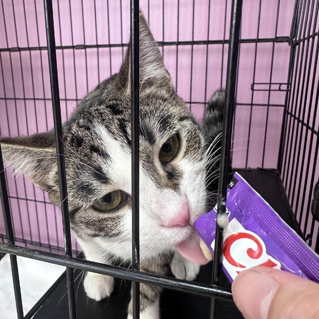 Enlarge Hypsi, a Adoptable Domestic Short Hair in Branson, MO image 3/5