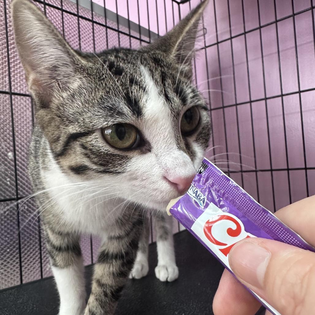 Enlarge Hypsi, a Adoptable Domestic Short Hair in Branson, MO image 4/5