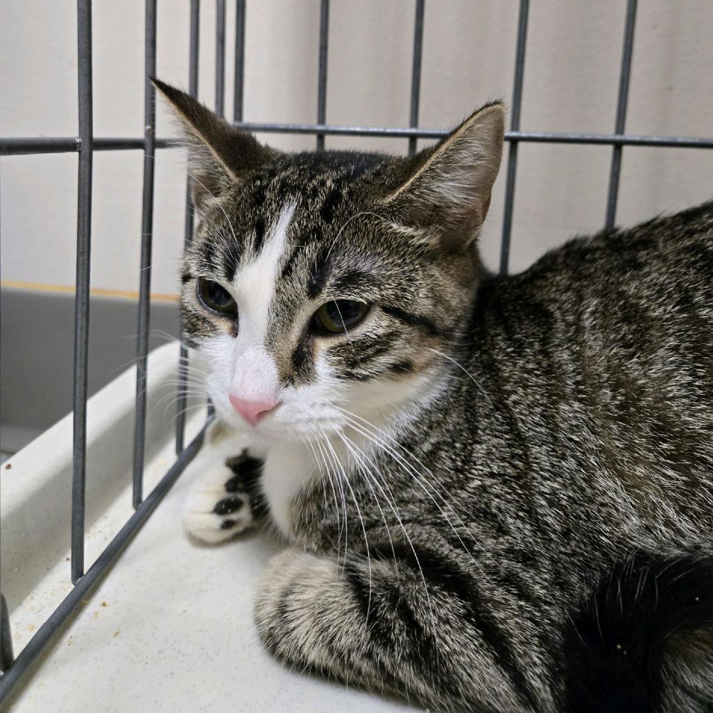 Enlarge Hypsi, a Adoptable Domestic Short Hair in Branson, MO image 5/5