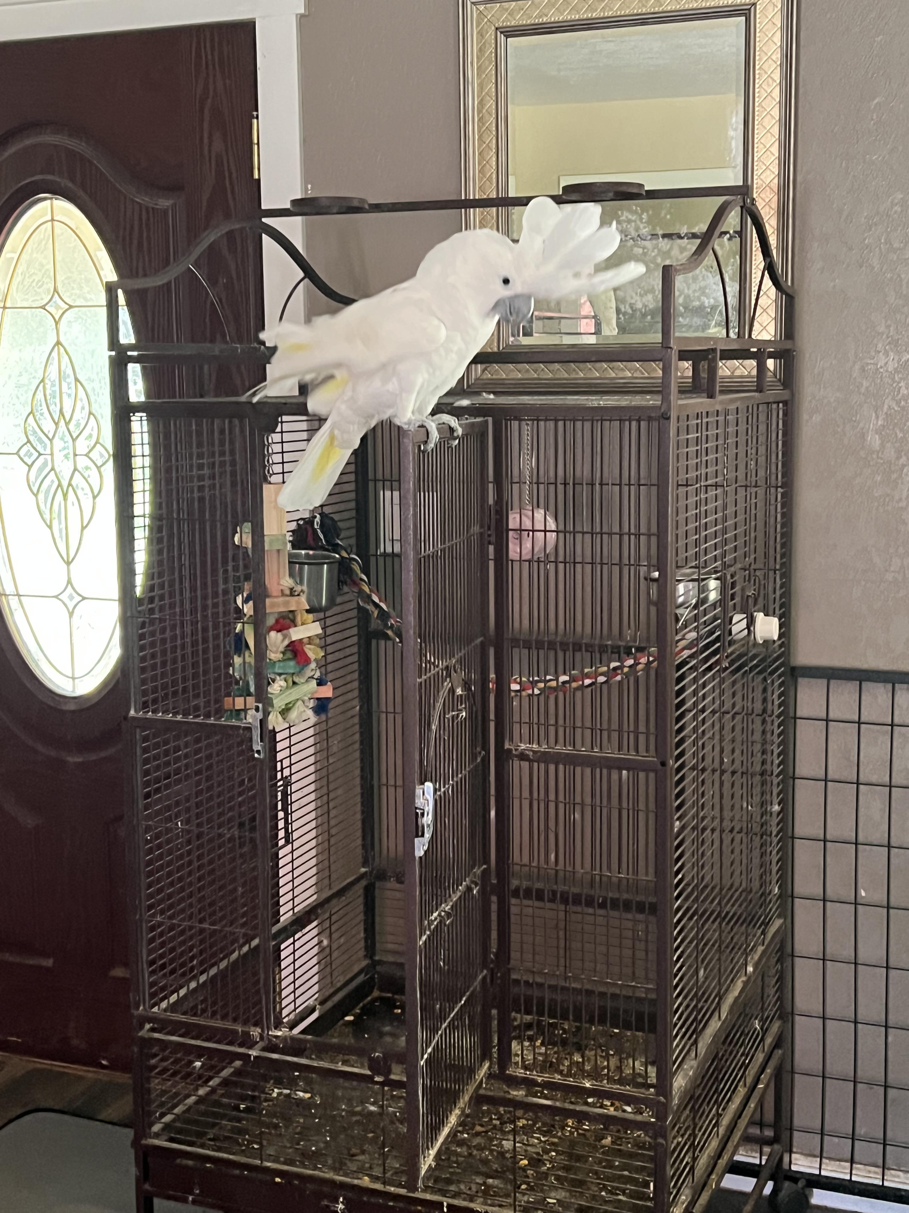 Cracker Jack, Adopted, Adult Female Cockatoo.