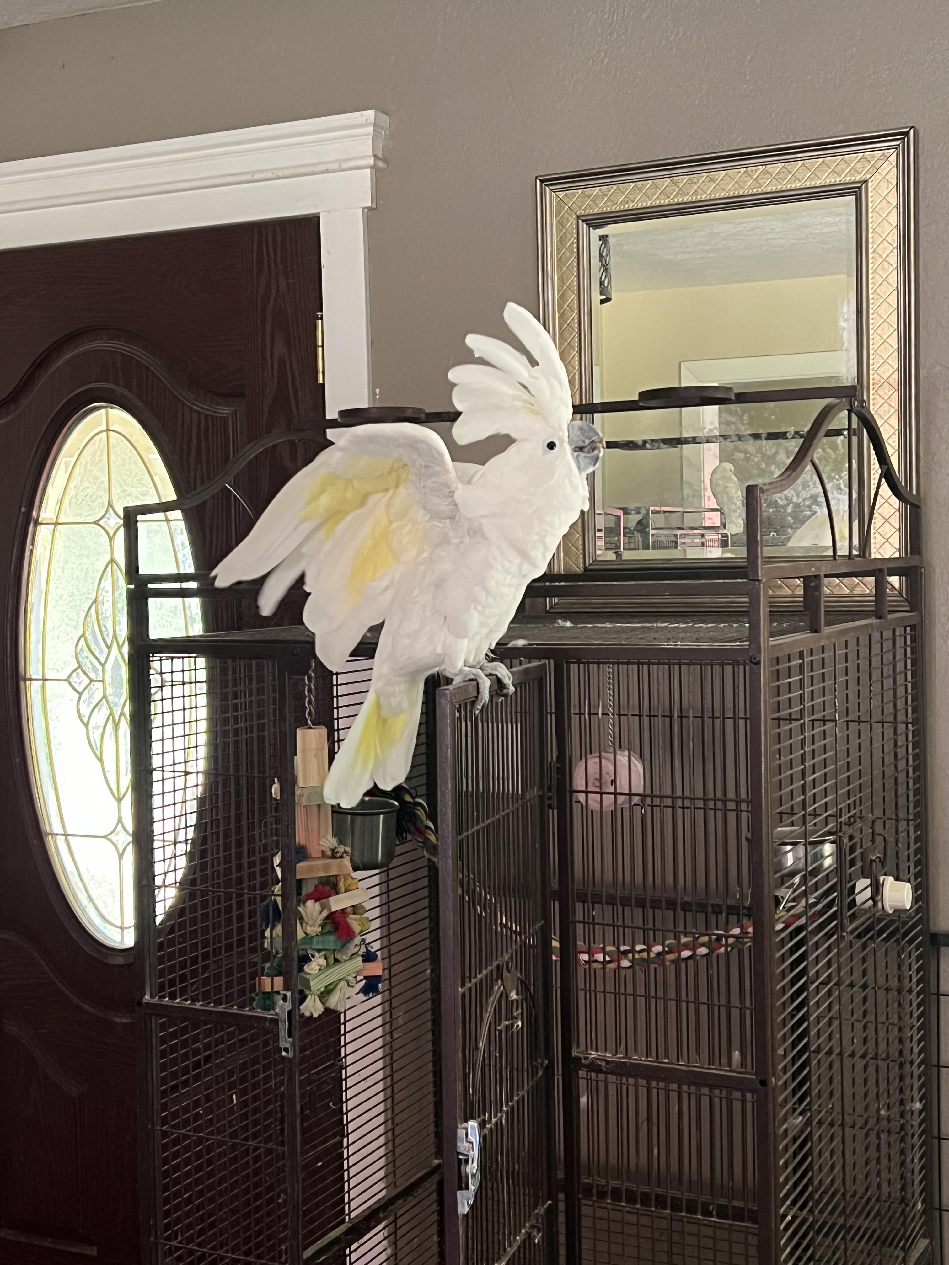 Cracker Jack, a Adopted Cockatoo in Redding, CA image 2/2