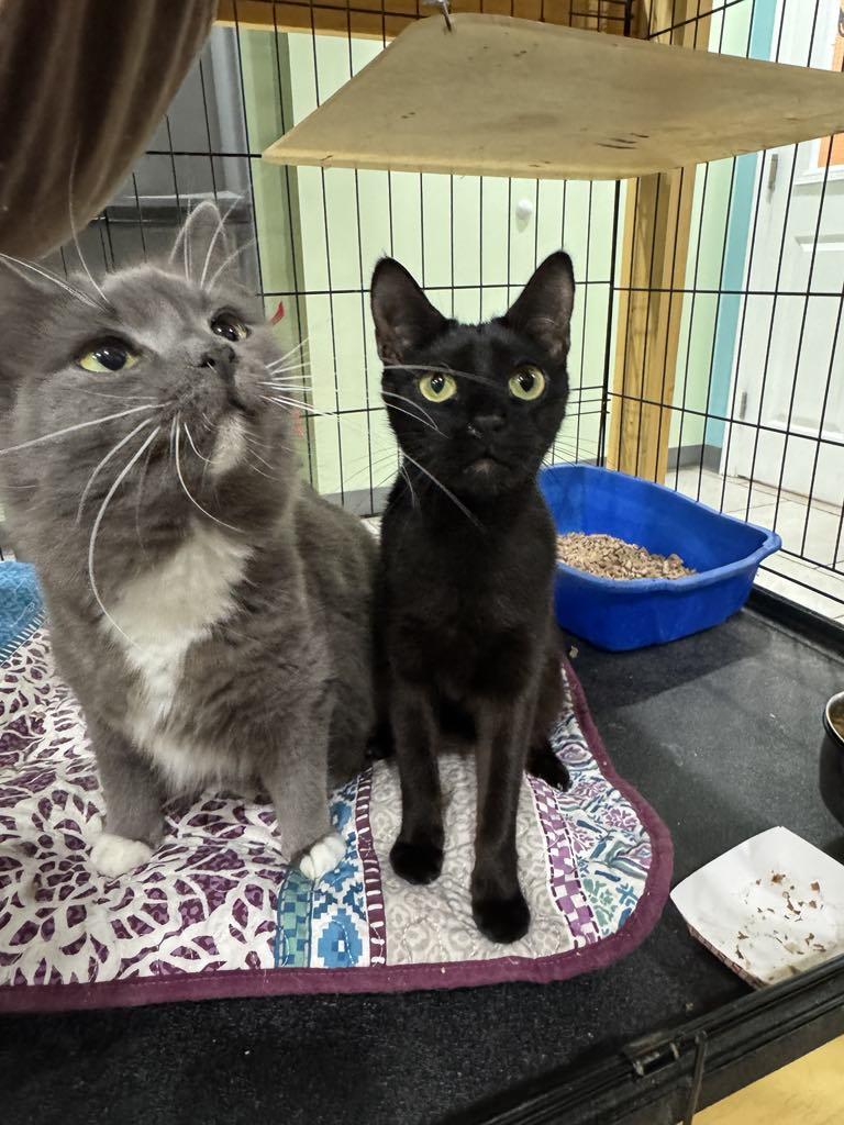 Pigeon & Osprey- BONDED PAIR, adoptable, Adult Female Domestic Short Hair & Domestic Long Hair.