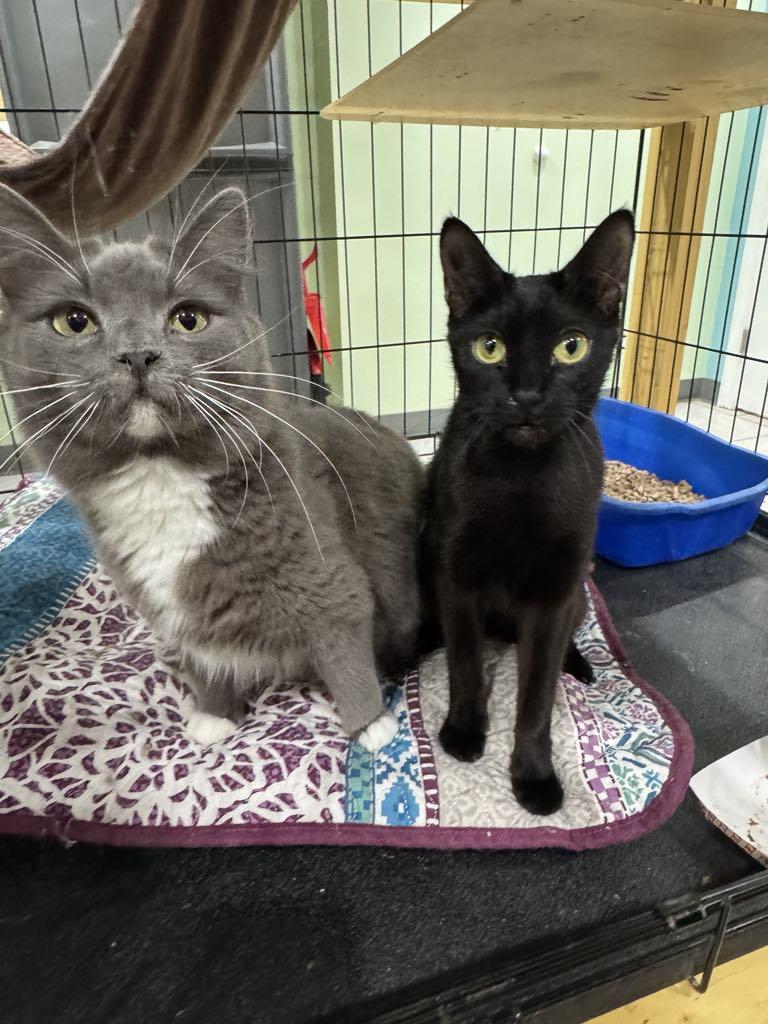 Pigeon & Osprey- BONDED PAIR, an adoptable mixed breed in Woodstock, CT image 2/4