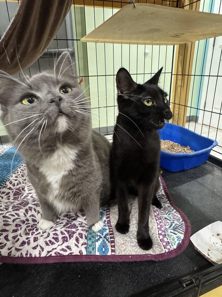 Pigeon & Osprey- BONDED PAIR, an adoptable mixed breed in Woodstock, CT image 3/4