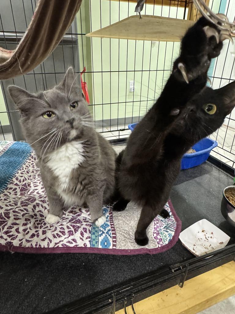 Pigeon & Osprey- BONDED PAIR, an adoptable mixed breed in Woodstock, CT image 4/4