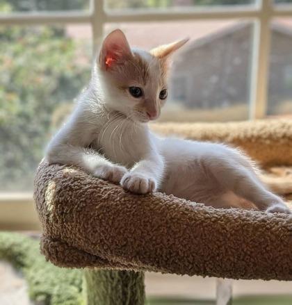 Kringle, ADOPTABLE, Kitten Male Domestic Short Hair.
