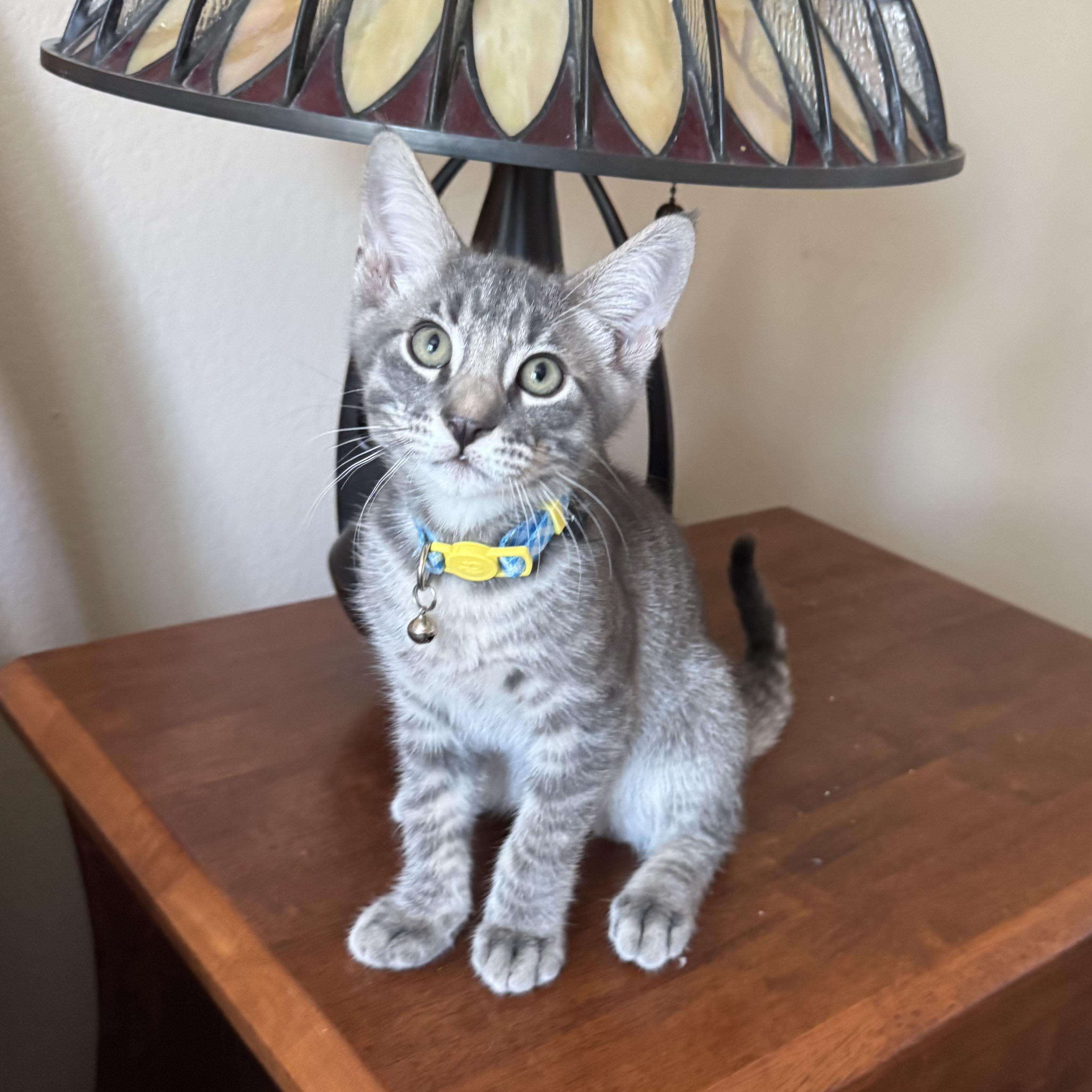 Cooper 3 months old, Adoptable, Kitten Male Tabby & Domestic Short Hair.