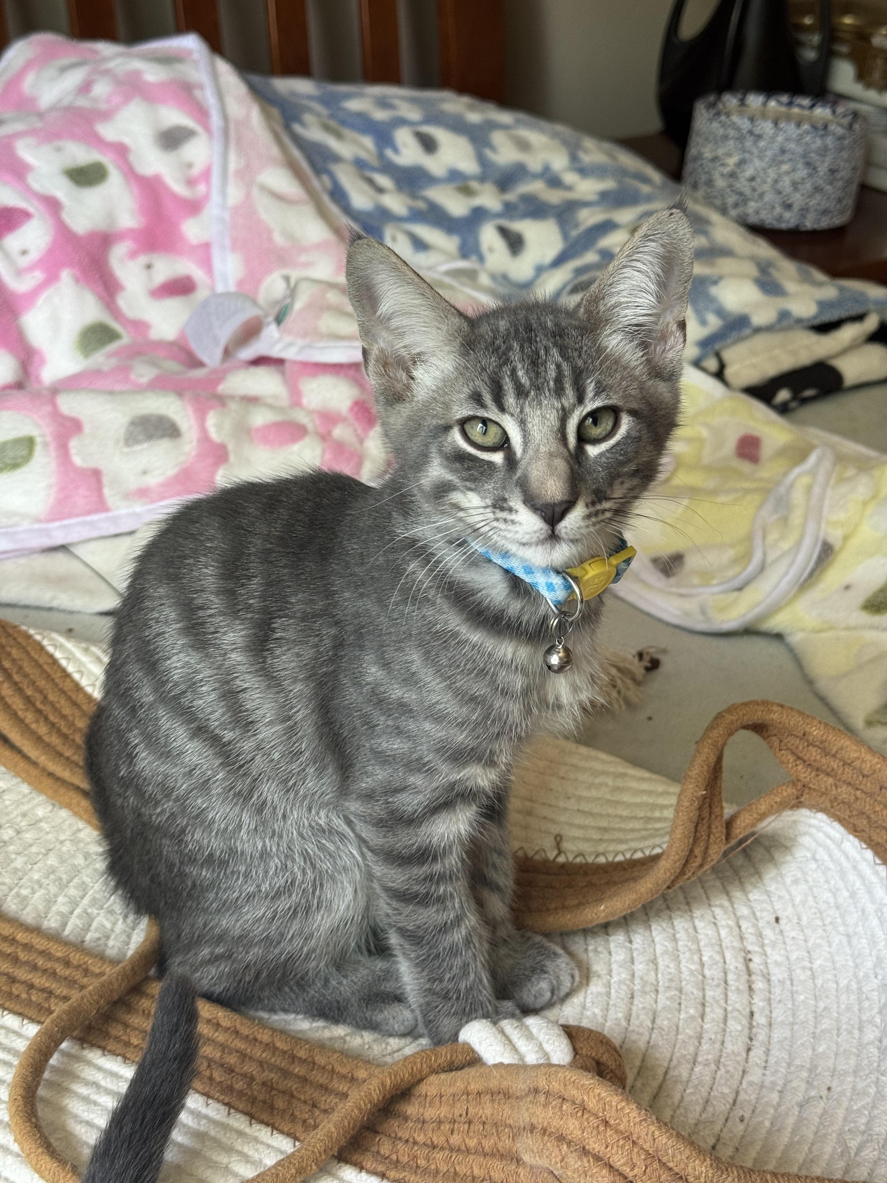 Cooper, Adoptable, Kitten Male Tabby & Domestic Short Hair.