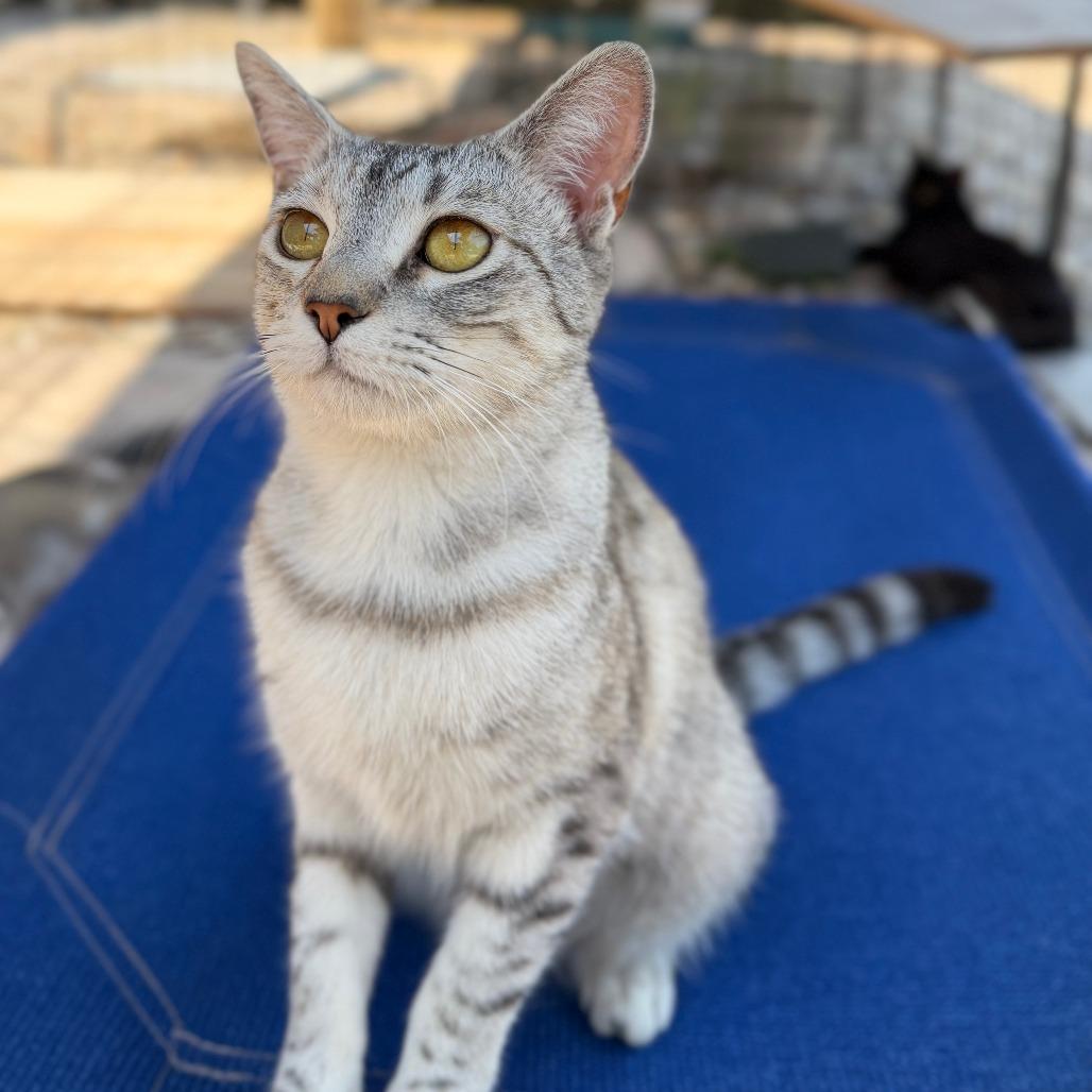 Mazda, Adoptable, Young Female Domestic Short Hair.