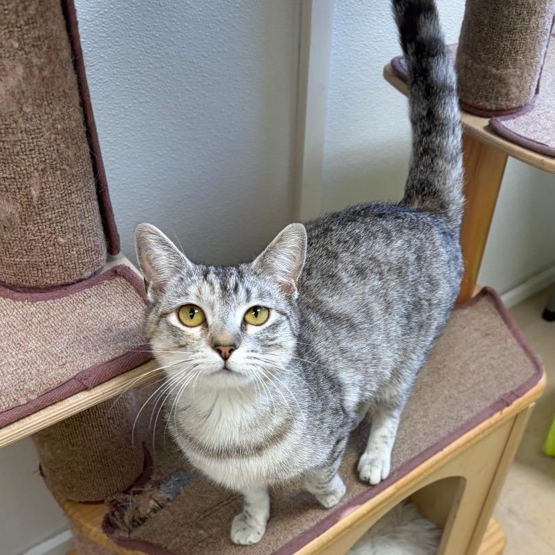 Mazda, Adoptable, Young Female Domestic Short Hair.