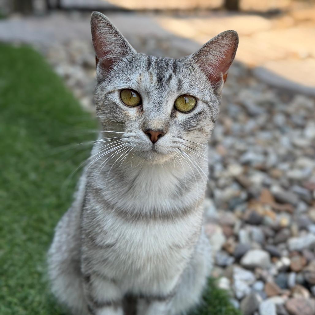 Enlarge Mazda, a Adoptable Domestic Short Hair in Greensboro, GA image 3/6