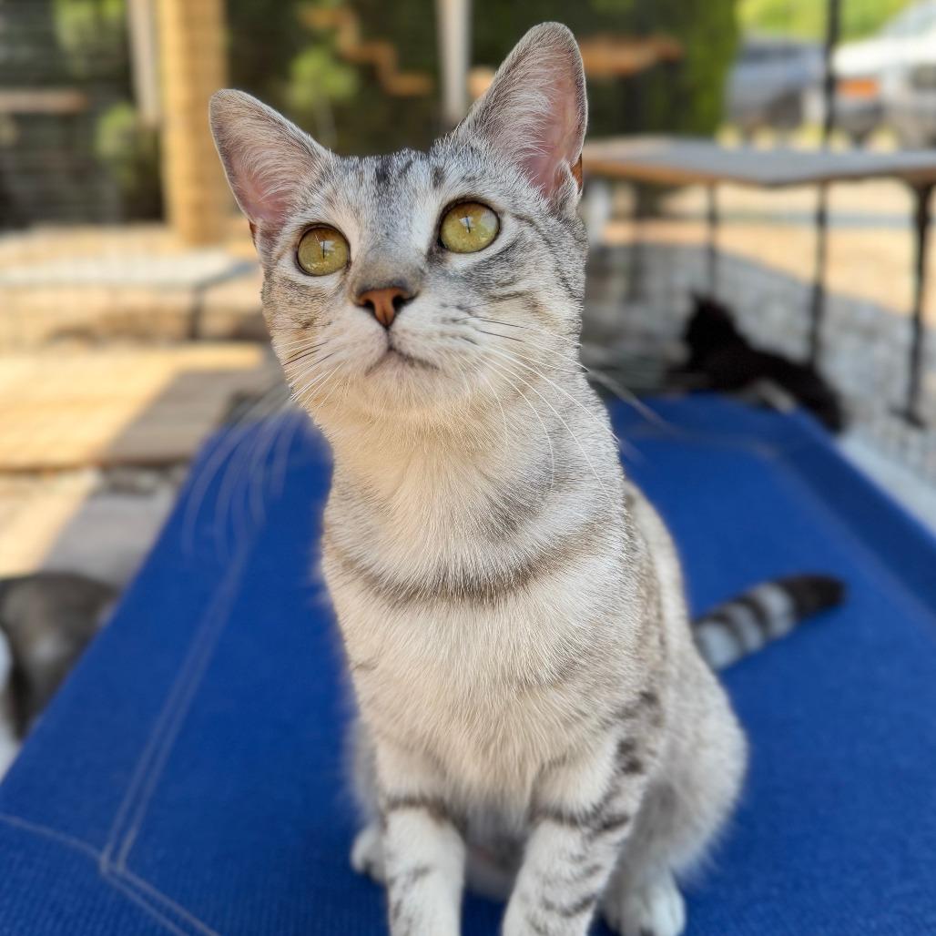 Enlarge Mazda, a Adoptable Domestic Short Hair in Greensboro, GA image 4/6