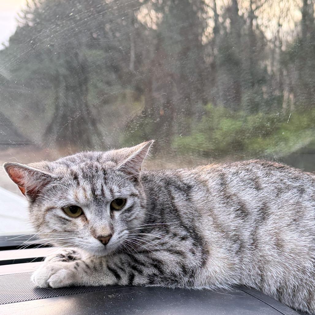 Mazda, Adoptable, Young Female Domestic Short Hair.