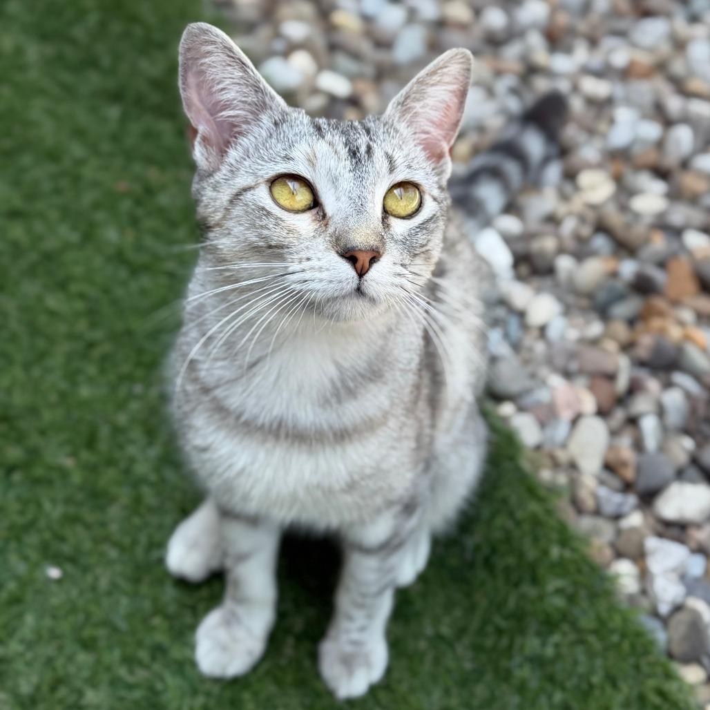 Enlarge Mazda, a Adoptable Domestic Short Hair in Greensboro, GA image 6/6