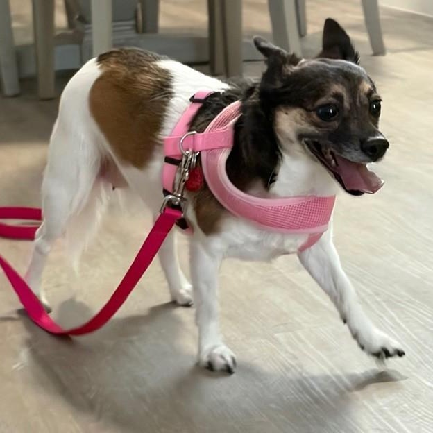 Lulu, adoptable, Adult Female Rat Terrier & Chihuahua.