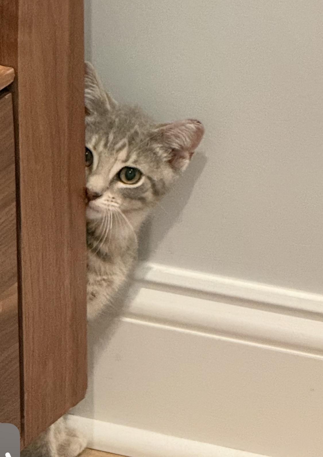 SkoolAshy, an adopted American Shorthair in North Bergen, NJ image 3/5