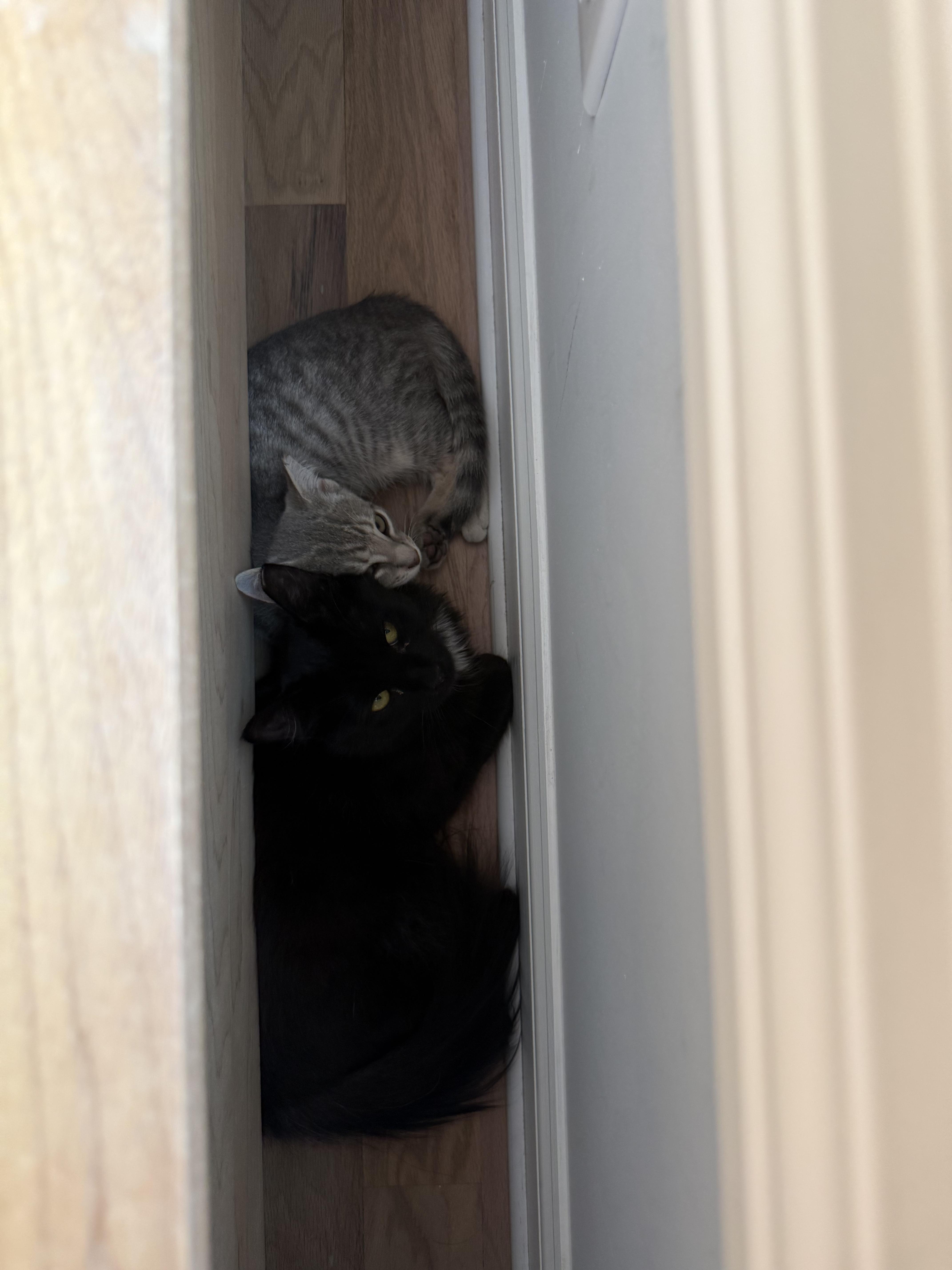 SkoolAshy, an adopted American Shorthair in North Bergen, NJ image 5/5