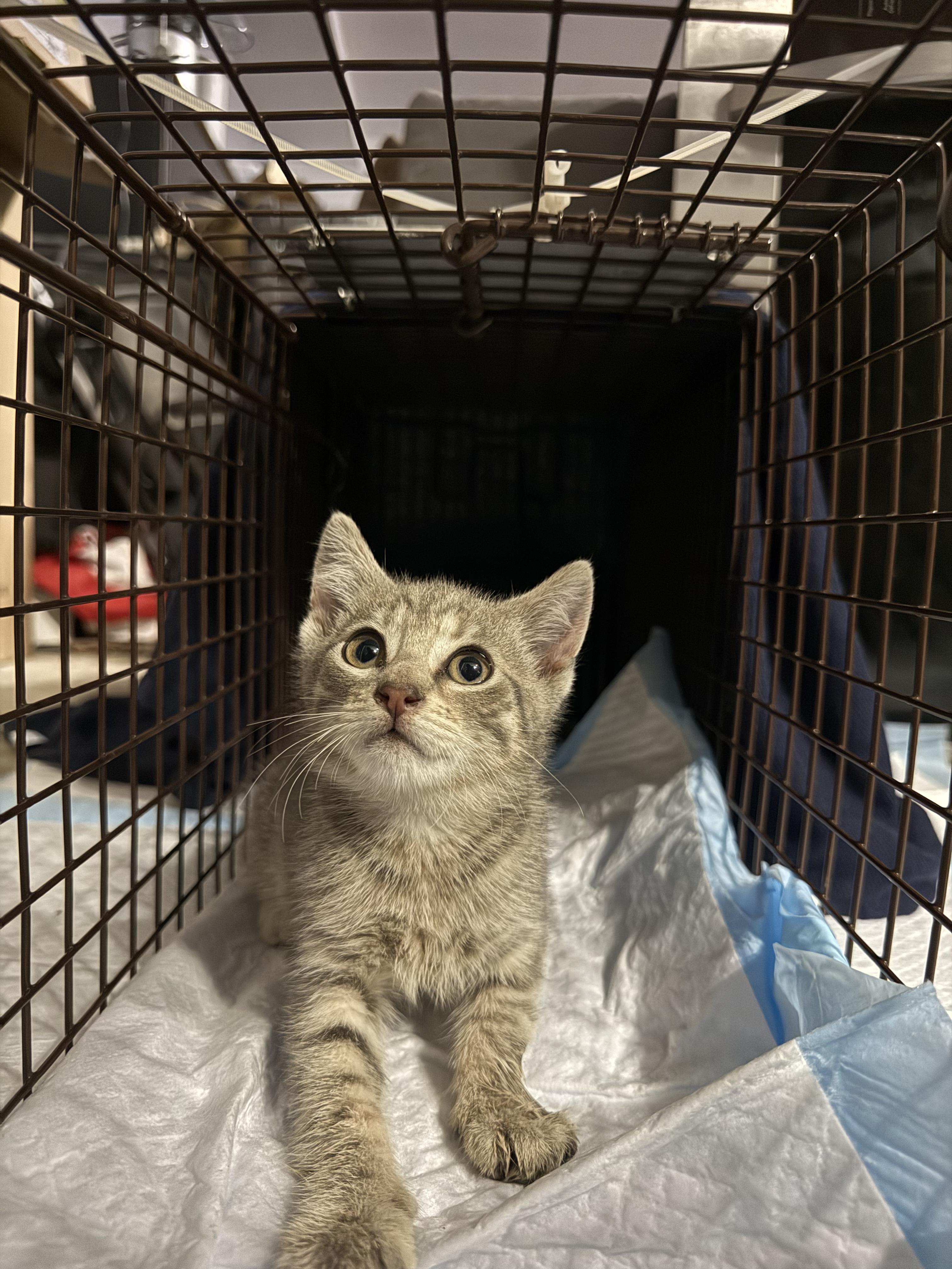 SkoolAshy, adopted, Kitten Male American Shorthair.