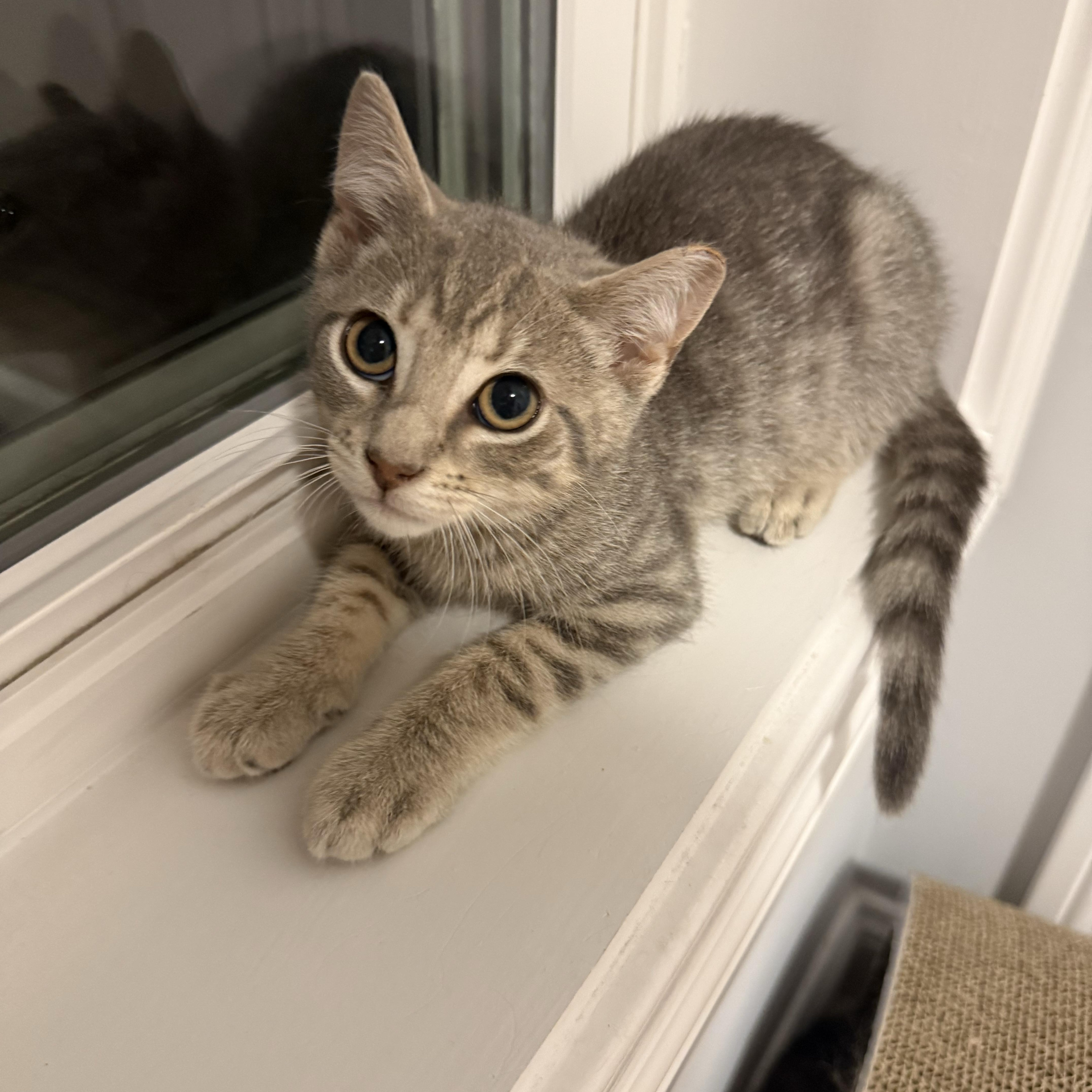 SkoolAshy, an adopted American Shorthair in North Bergen, NJ image 2/5