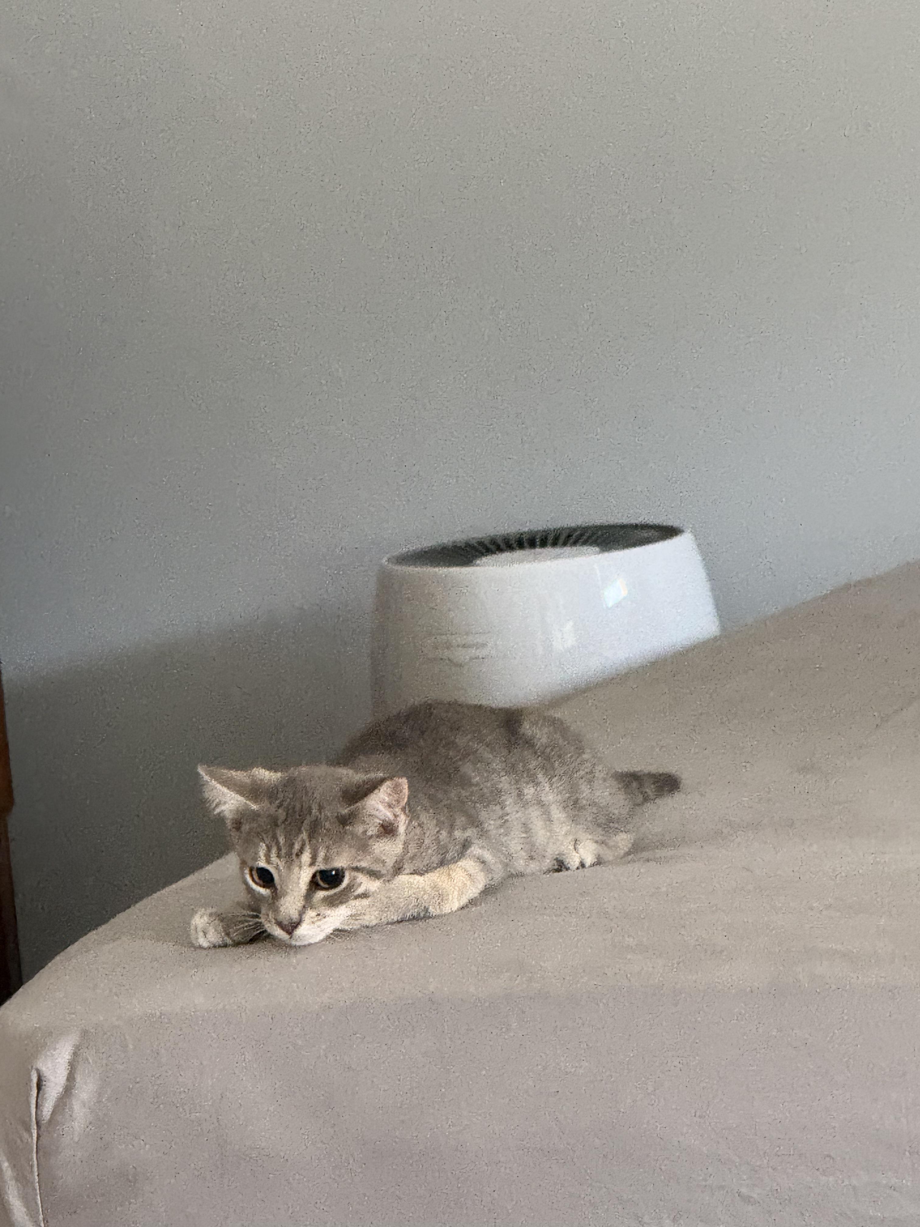 SkoolAshy, an adopted American Shorthair in North Bergen, NJ image 4/5