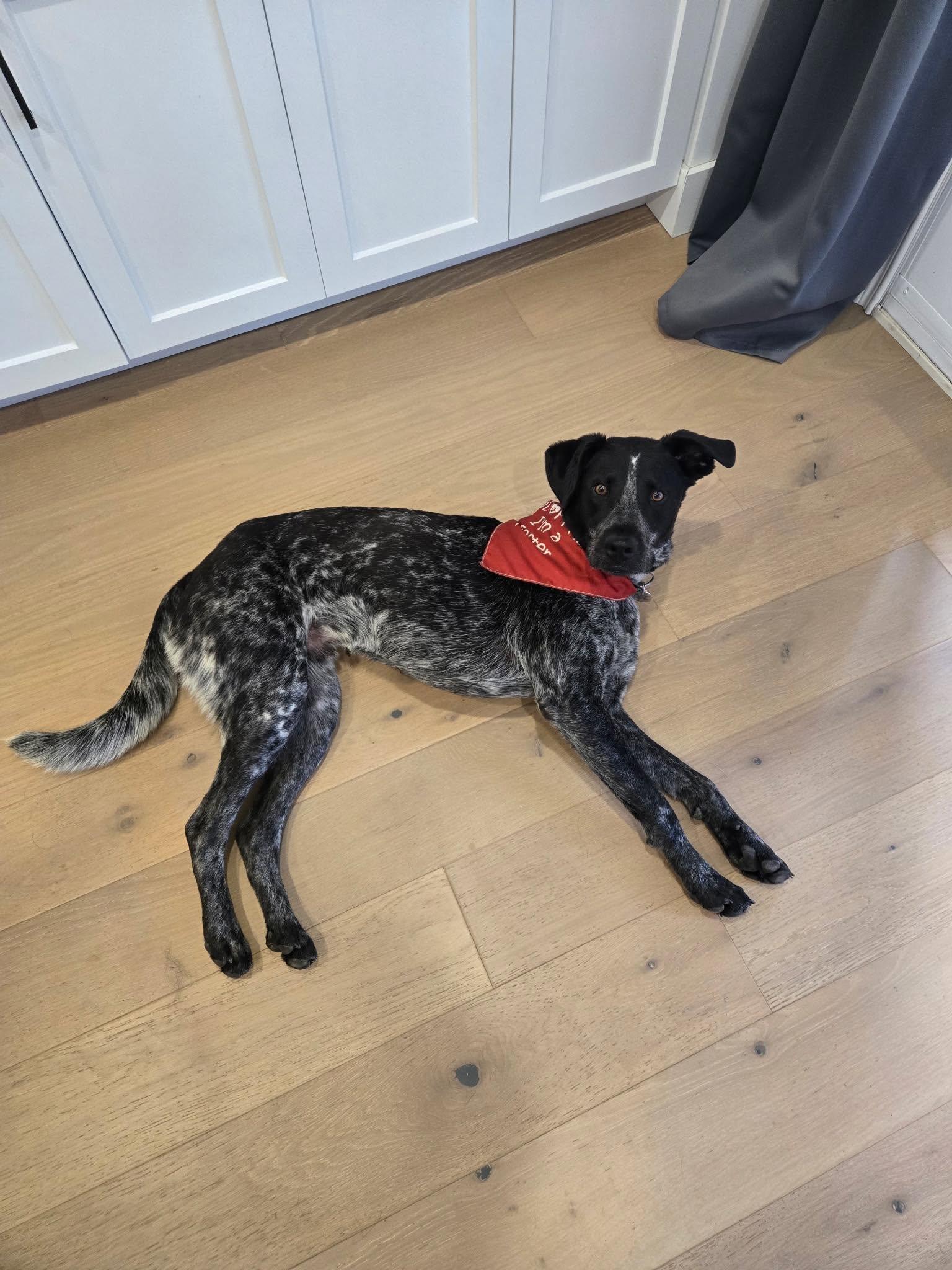 Enlarge Ryder, a ADOPTABLE mixed breed in Woodstock, ON image 6/6