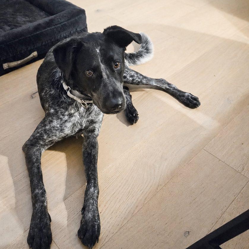 Enlarge Ryder, a ADOPTABLE mixed breed in Woodstock, ON image 2/6