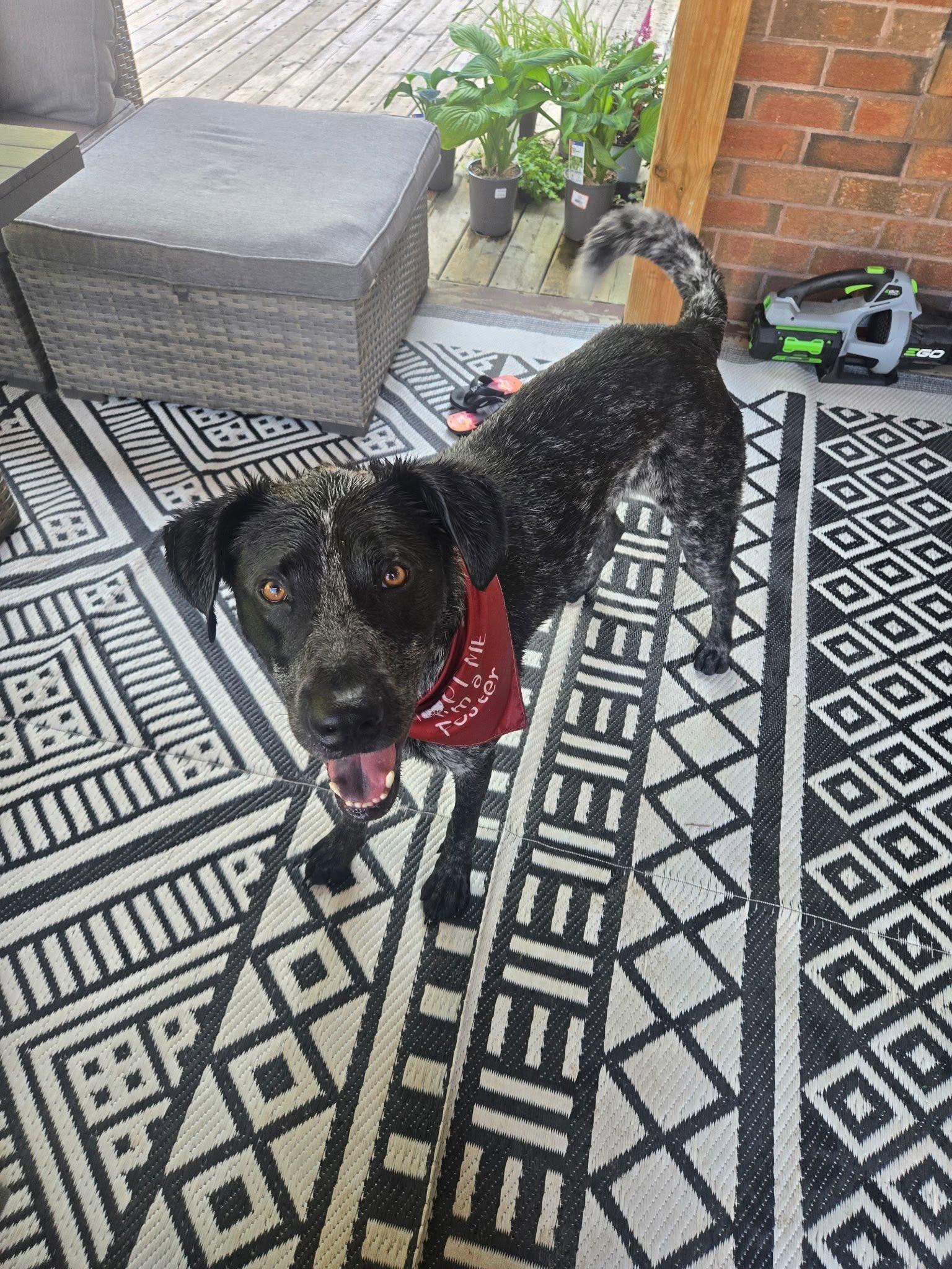 Enlarge Ryder, a ADOPTABLE mixed breed in Woodstock, ON image 5/6