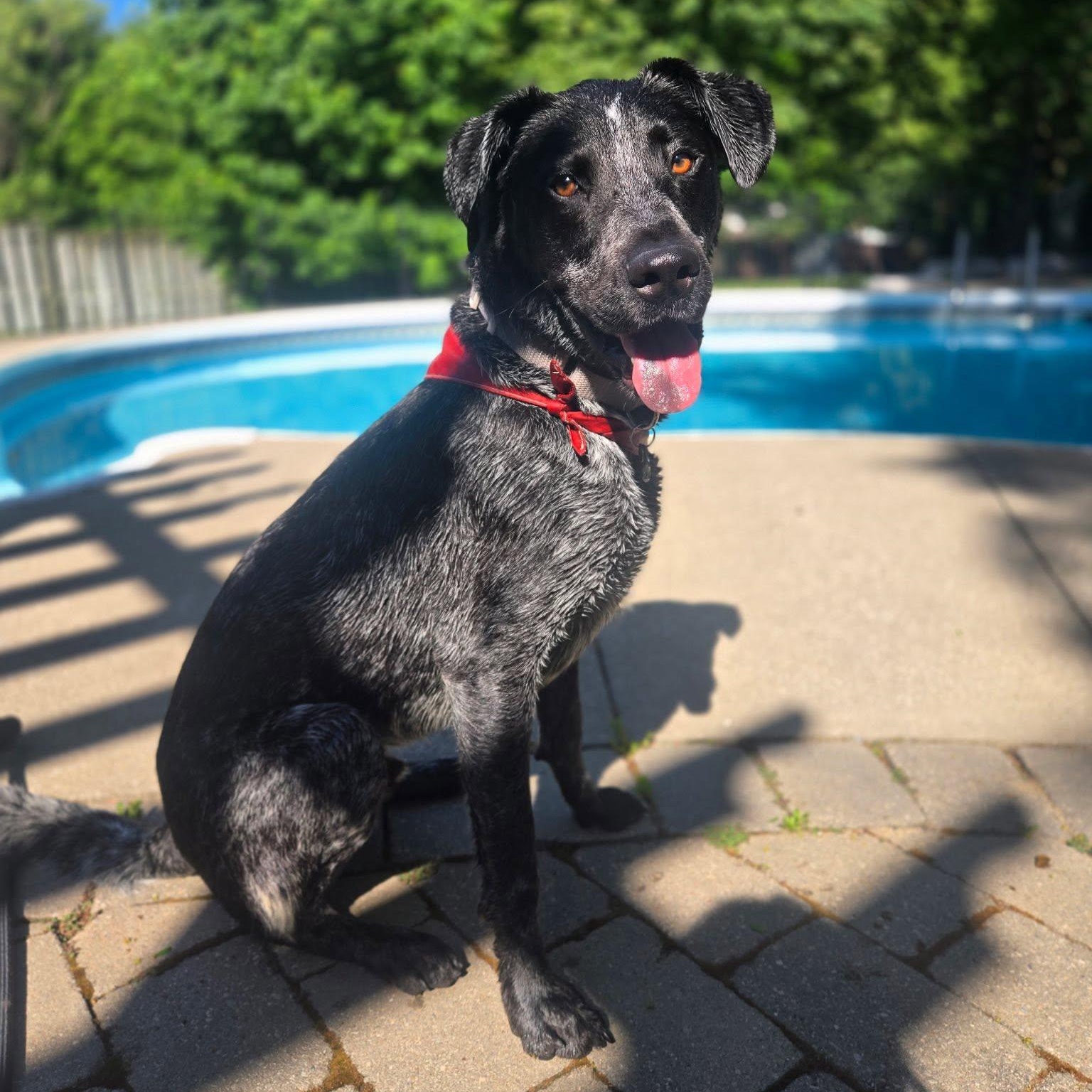 Ryder, ADOPTABLE, Adult Male Australian Shepherd.