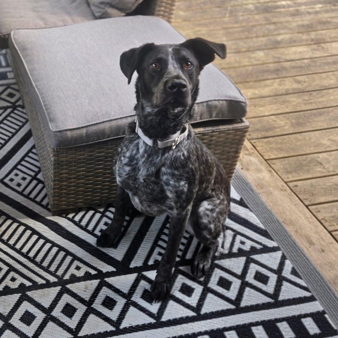 Enlarge Ryder, a ADOPTABLE mixed breed in Woodstock, ON image 4/6
