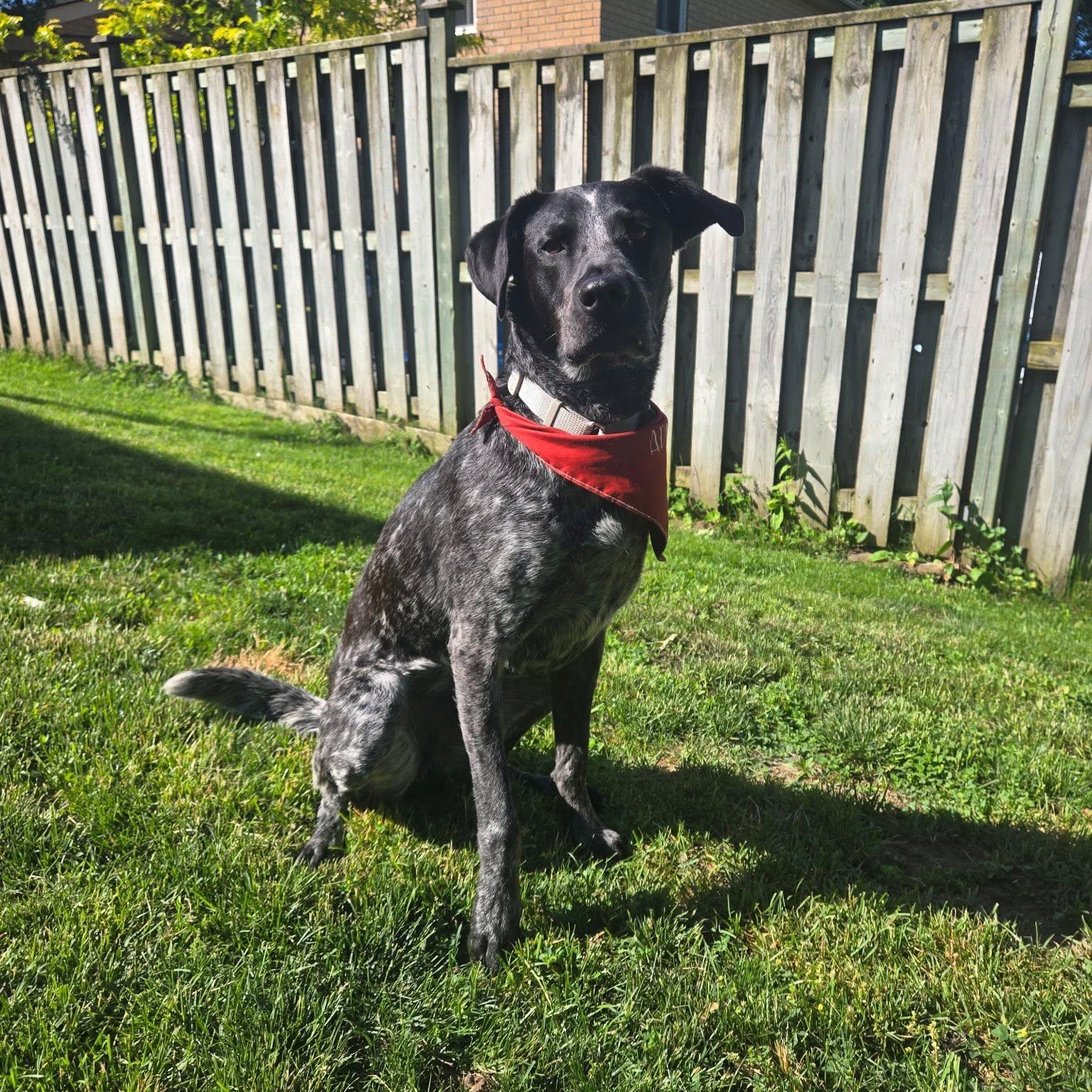 Enlarge Ryder, a ADOPTABLE mixed breed in Woodstock, ON image 3/6