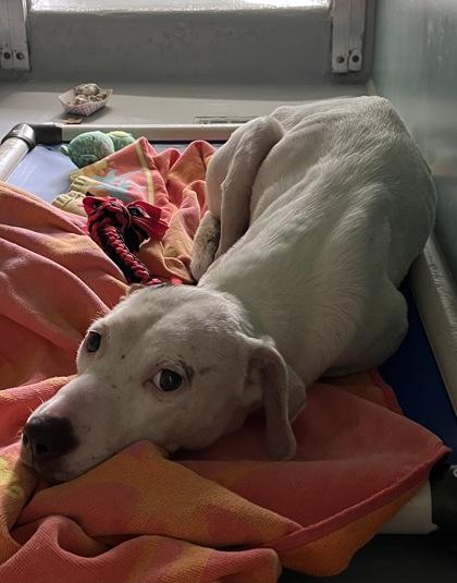 Windy-1435-25, Adoptable, Young Female Pit Bull Terrier & Mixed Breed.